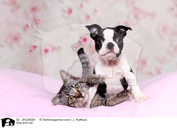 Hund und Katze / JH-20828