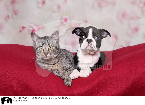 Hund und Katze / dog and cat / JH-20834
