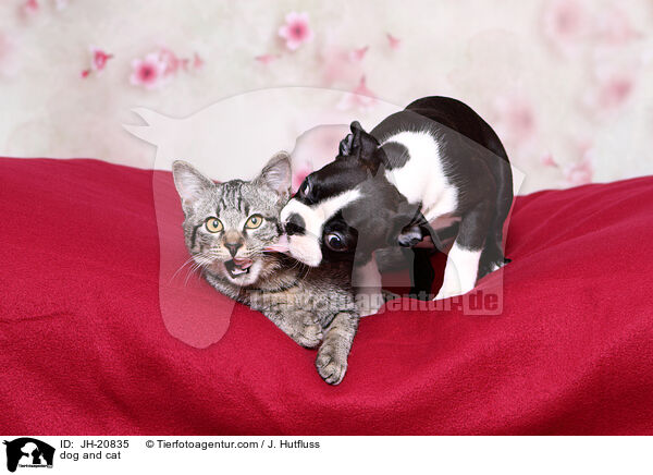 Hund und Katze / dog and cat / JH-20835