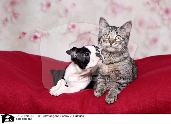Hund und Katze / dog and cat / JH-20837
