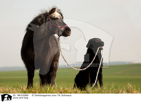 Pony und Hund / pony and dog / NS-03989