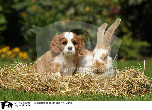 dog and rabbit / KL-13806