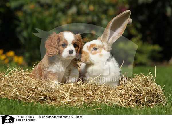 Hund und Kaninchen / dog and rabbit / KL-13807