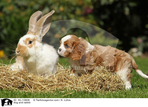 dog and rabbit / KL-13808