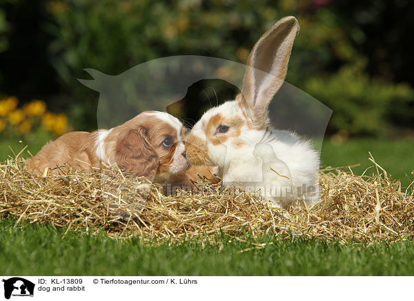 dog and rabbit / KL-13809