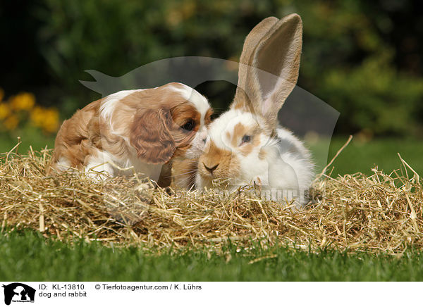 dog and rabbit / KL-13810