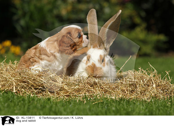 Hund und Kaninchen / dog and rabbit / KL-13811