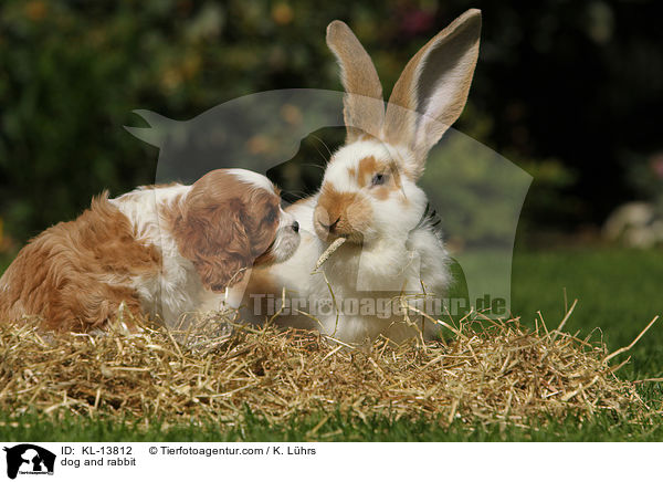 Hund und Kaninchen / dog and rabbit / KL-13812