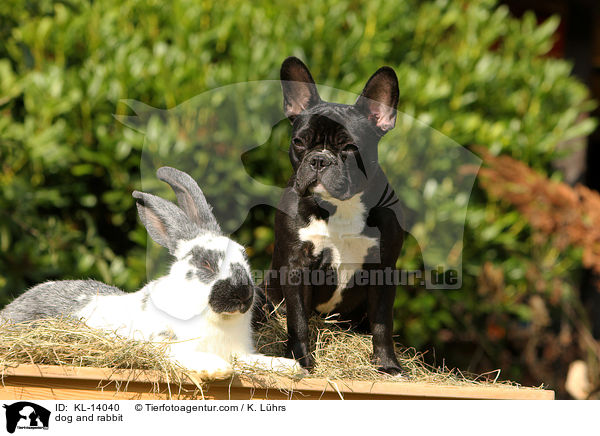 dog and rabbit / KL-14040