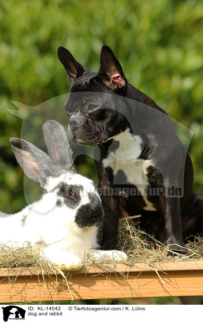 dog and rabbit / KL-14042
