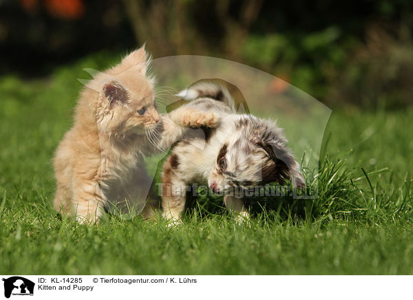 Ktzchen und Hundewelpe / Kitten and Puppy / KL-14285