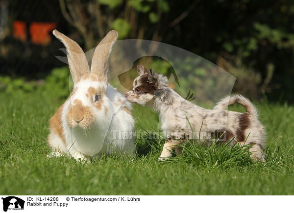 Kaninchen und Welpe / Rabbit and Puppy / KL-14288