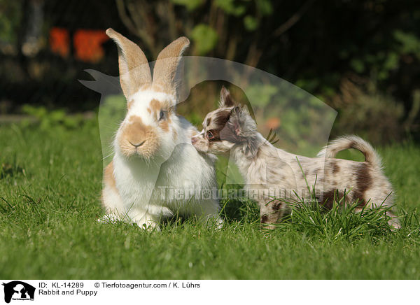 Kaninchen und Welpe / Rabbit and Puppy / KL-14289
