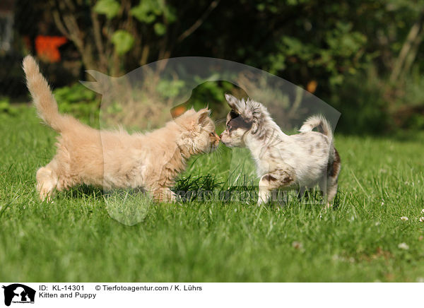 Ktzchen und Hundewelpe / Kitten and Puppy / KL-14301