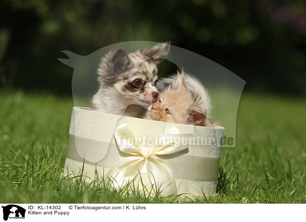 K�tzchen und Hundewelpe / Kitten and Puppy / KL-14302