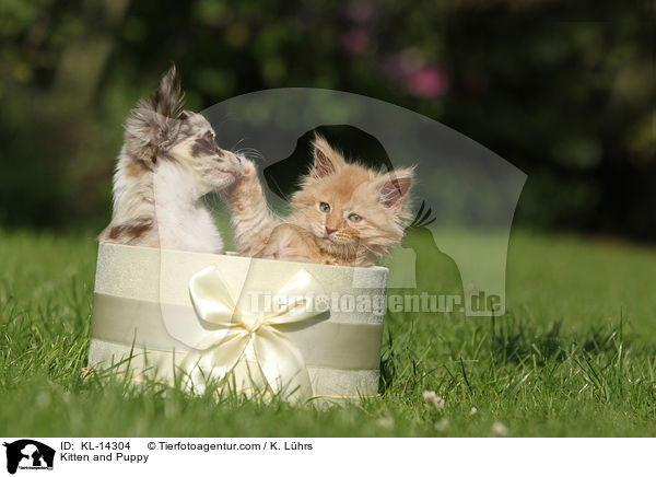 K�tzchen und Hundewelpe / Kitten and Puppy / KL-14304