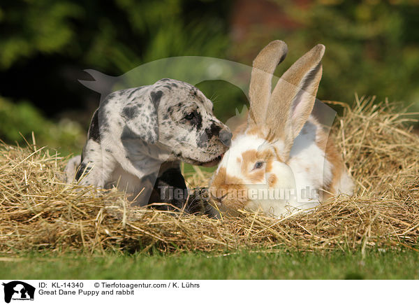 Deutsche Dogge Welpe und Kaninchen / Great Dane Puppy and rabbit / KL-14340