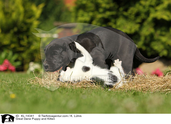 Deutsche Dogge Welpe und Ktzchen / Great Dane Puppy and Kitten / KL-14341
