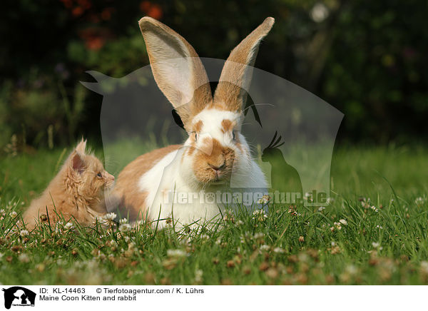 Maine Coon Kitten and rabbit / KL-14463