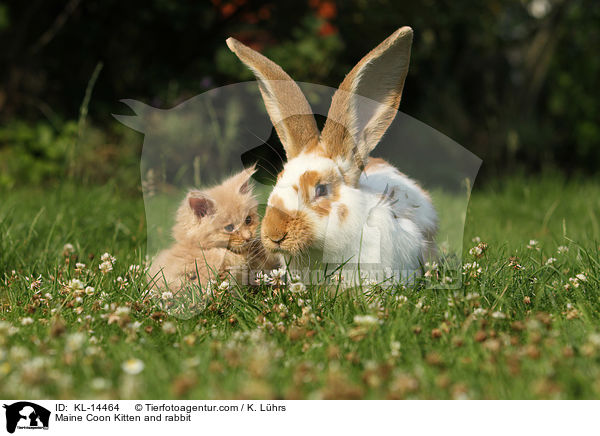 Maine Coon Ktzchen und Kaninchen / Maine Coon Kitten and rabbit / KL-14464