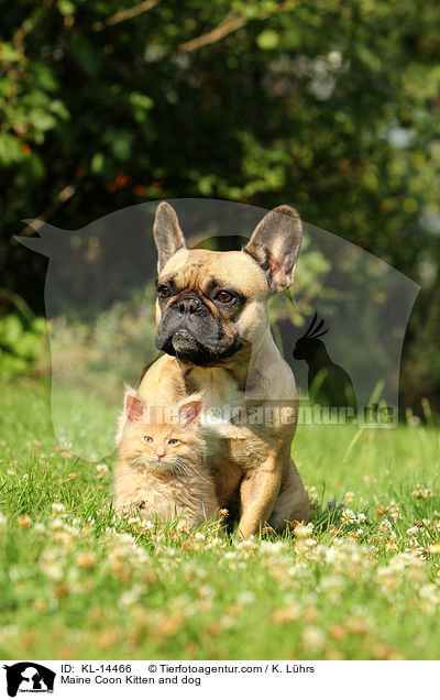 Maine Coon Kitten and dog / KL-14466