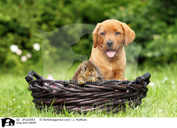 Hund und Kaninchen / dog and rabbit / JH-22083