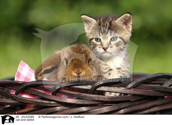 Katze und Kaninchen / cat and rabbit / JH-22086