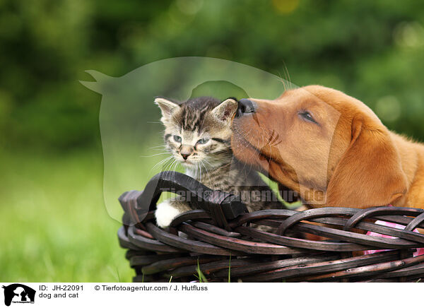 dog and cat / JH-22091