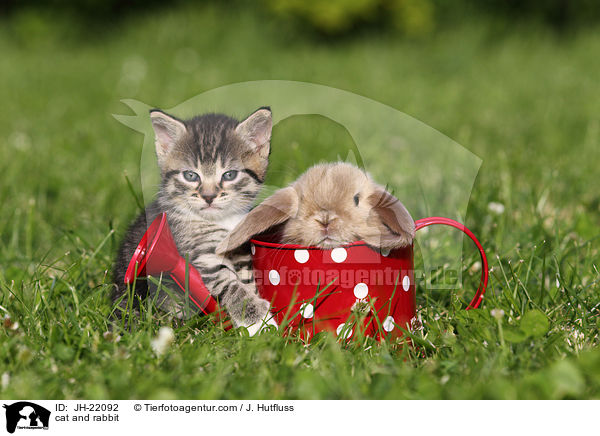 Katze und Kaninchen / cat and rabbit / JH-22092