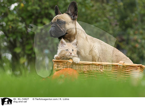 dog and cat / KL-14827