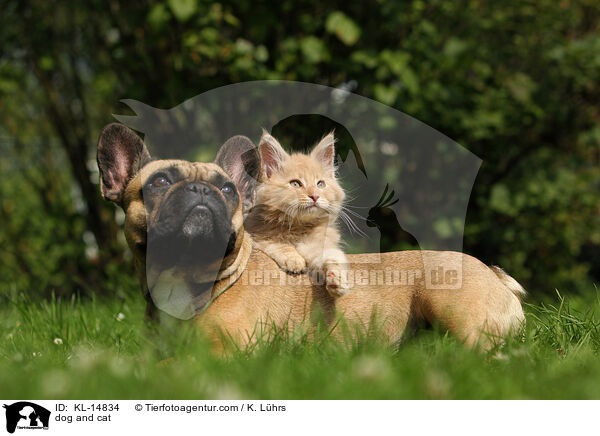 Hund und Katze / dog and cat / KL-14834