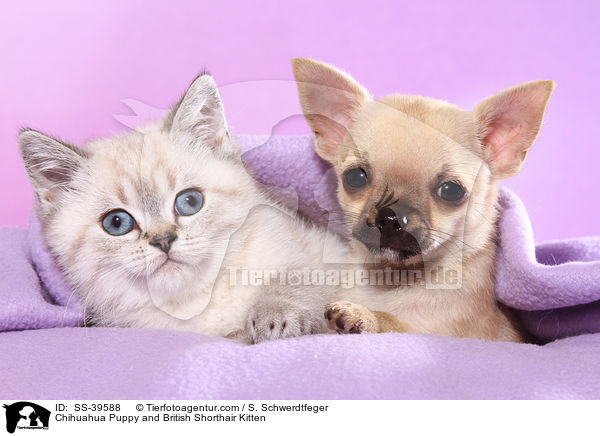 Chihuahua Puppy and British Shorthair Kitten / SS-39588