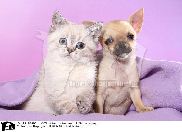 Chihuahua Puppy and British Shorthair Kitten / SS-39590