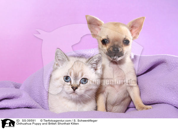 Chihuahua Puppy and British Shorthair Kitten / SS-39591