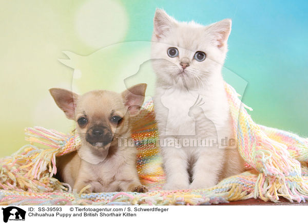 Chihuahua Welpe und Britisch Kurzhaar Ktzchen / Chihuahua Puppy and British Shorthair Kitten / SS-39593