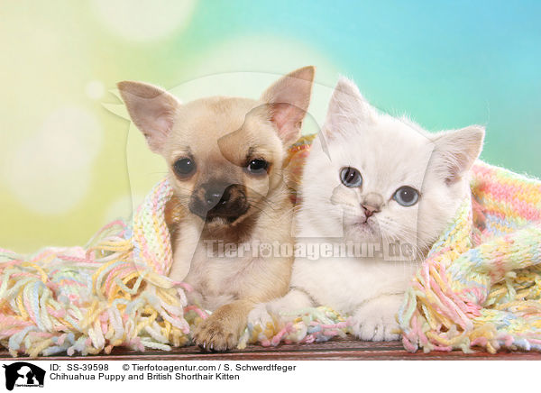 Chihuahua Puppy and British Shorthair Kitten / SS-39598
