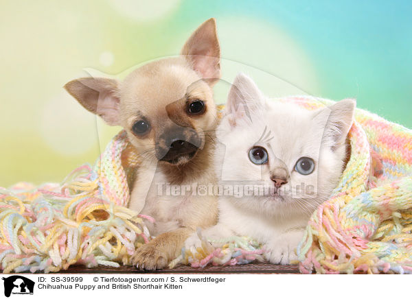 Chihuahua Puppy and British Shorthair Kitten / SS-39599