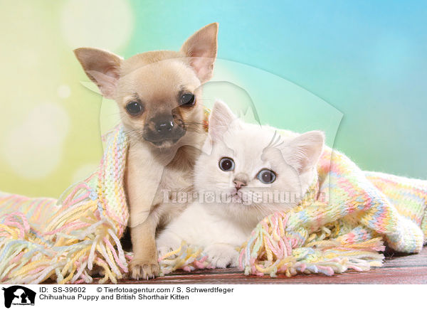 Chihuahua Puppy and British Shorthair Kitten / SS-39602