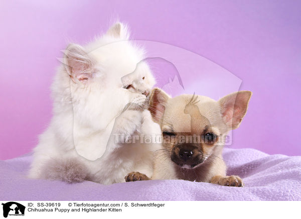 Chihuahua Puppy and Highlander Kitten / SS-39619