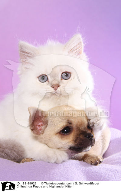 Chihuahua Puppy and Highlander Kitten / SS-39623