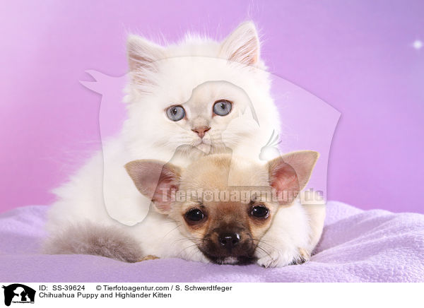 Chihuahua Puppy and Highlander Kitten / SS-39624