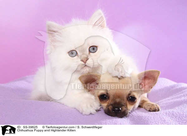 Chihuahua Puppy and Highlander Kitten / SS-39625