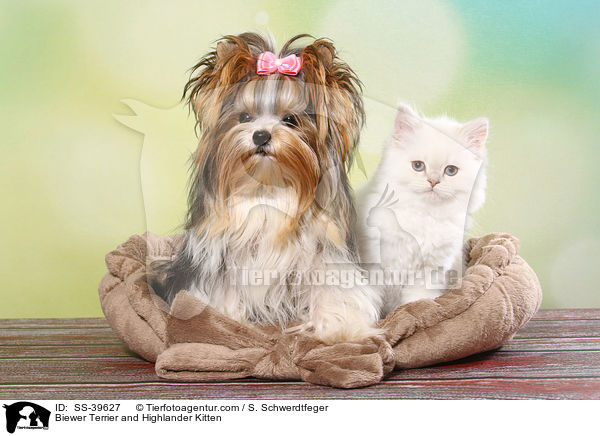 Biewer Terrier und Highlander Ktzchen / Biewer Terrier and Highlander Kitten / SS-39627