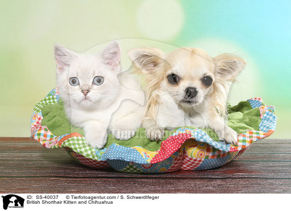 British Shorthair Kitten and Chihuahua / SS-40037