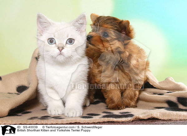 British Shorthair Kitten and Yorkshire Terrier Puppy / SS-40039