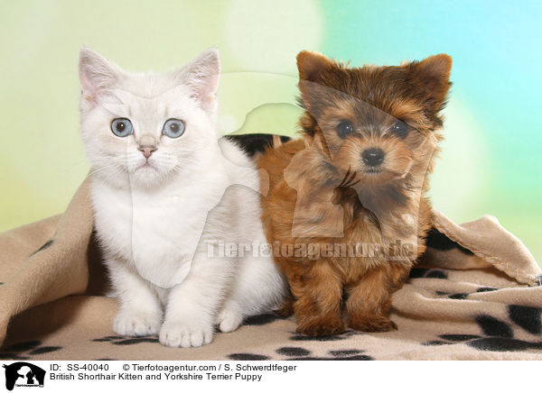British Shorthair Kitten and Yorkshire Terrier Puppy / SS-40040
