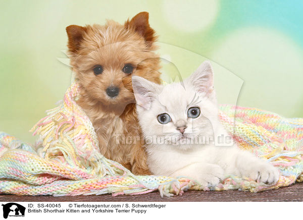 British Shorthair Kitten and Yorkshire Terrier Puppy / SS-40045