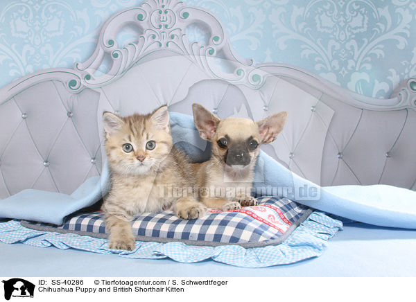 Chihuahua Puppy and British Shorthair Kitten / SS-40286