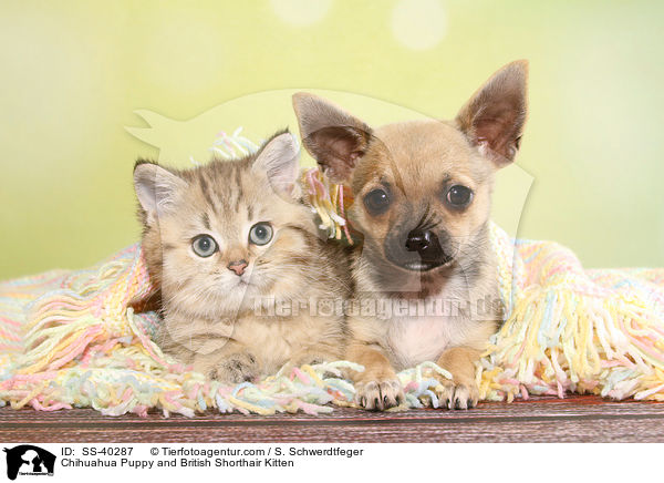 Chihuahua Puppy and British Shorthair Kitten / SS-40287