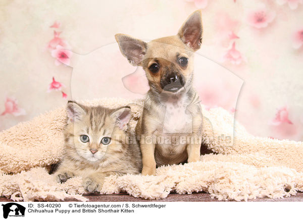Chihuahua Welpe und Britisch Kurzhaar Ktzchen / Chihuahua Puppy and British Shorthair Kitten / SS-40290